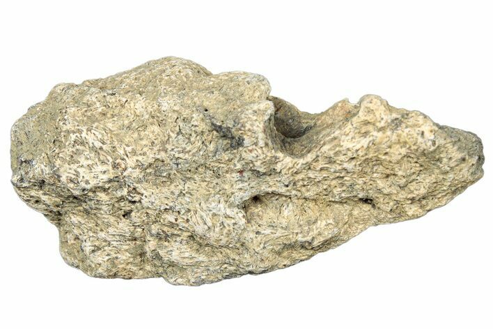 Dinosaur (Triceratops) Frill Shield Section - Montana #323830